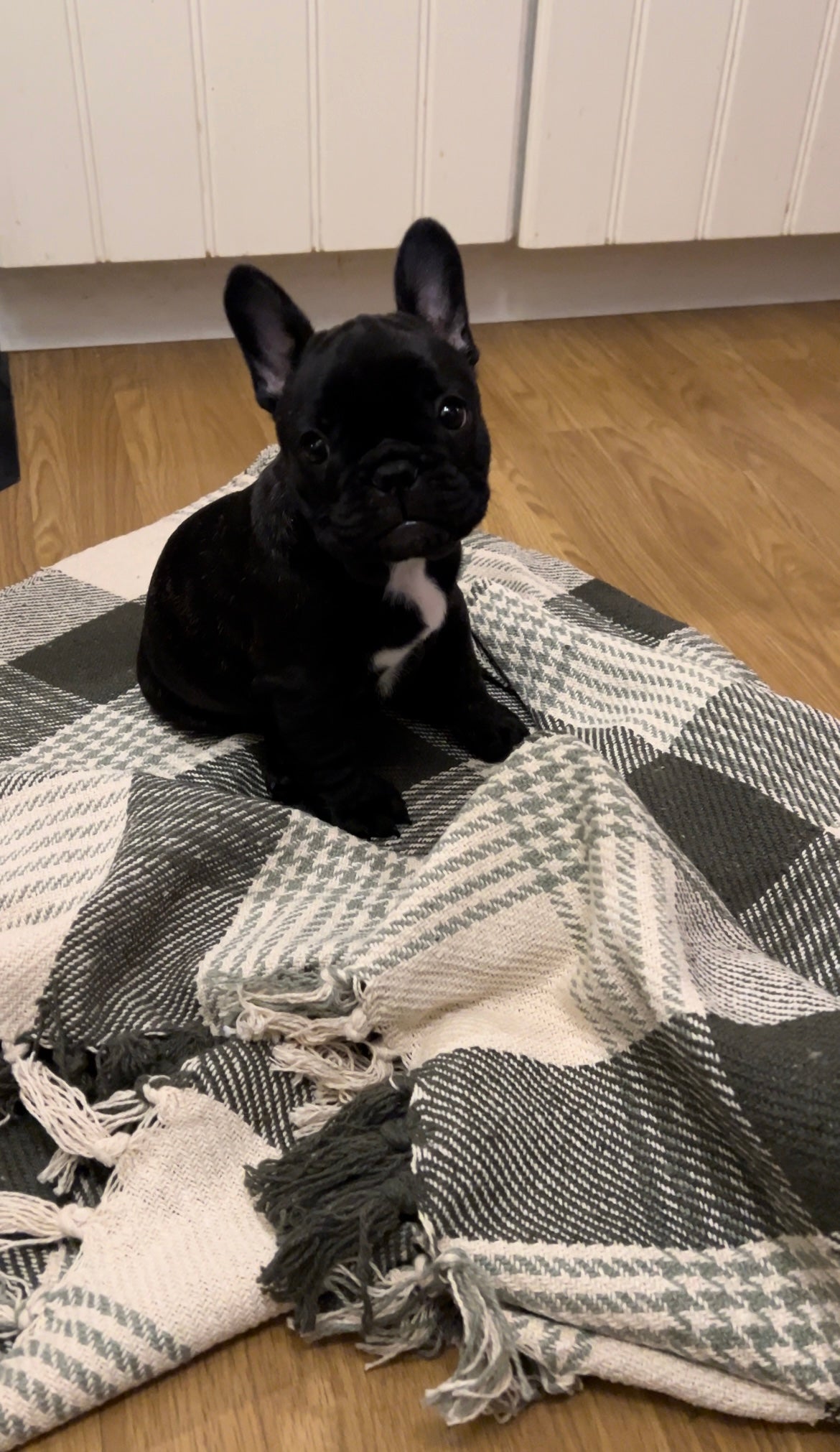 Anna Filt, Grön/Elfenben