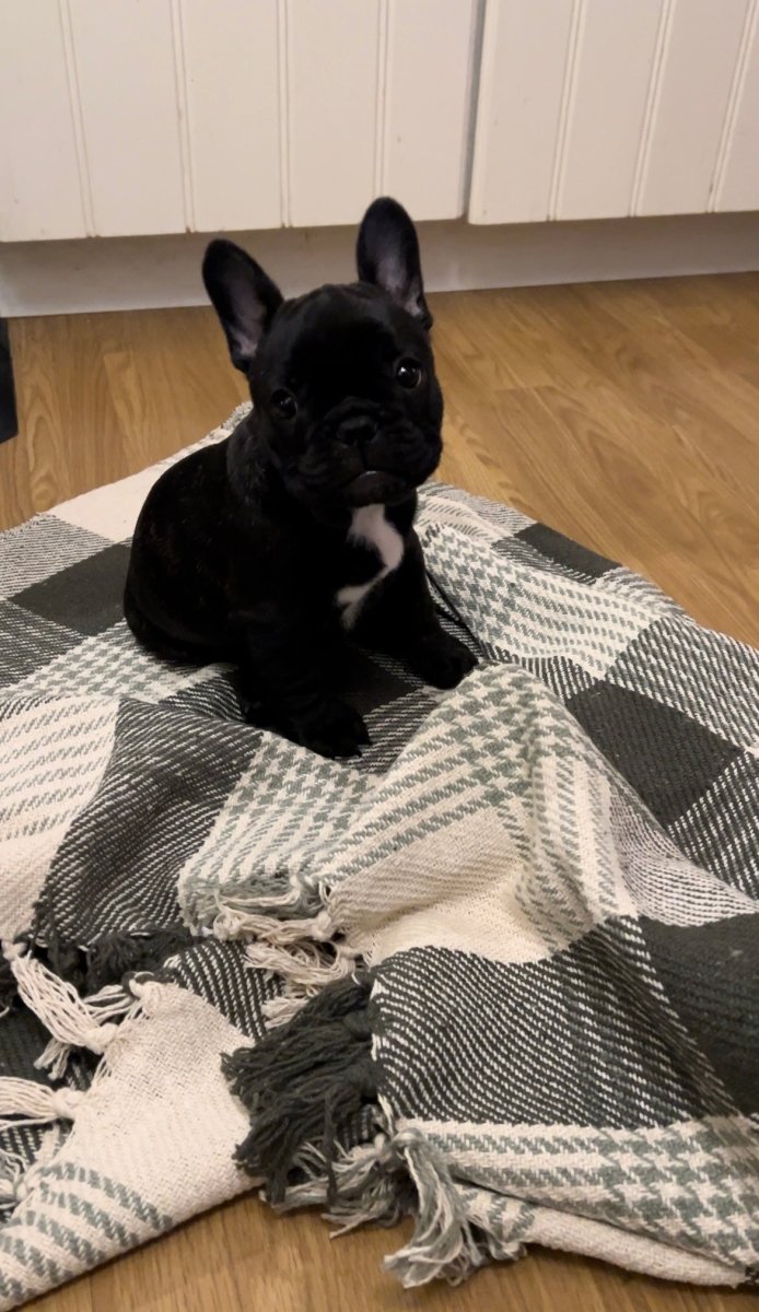 Anna Filt, Grön/Elfenben - Lindas Ljus